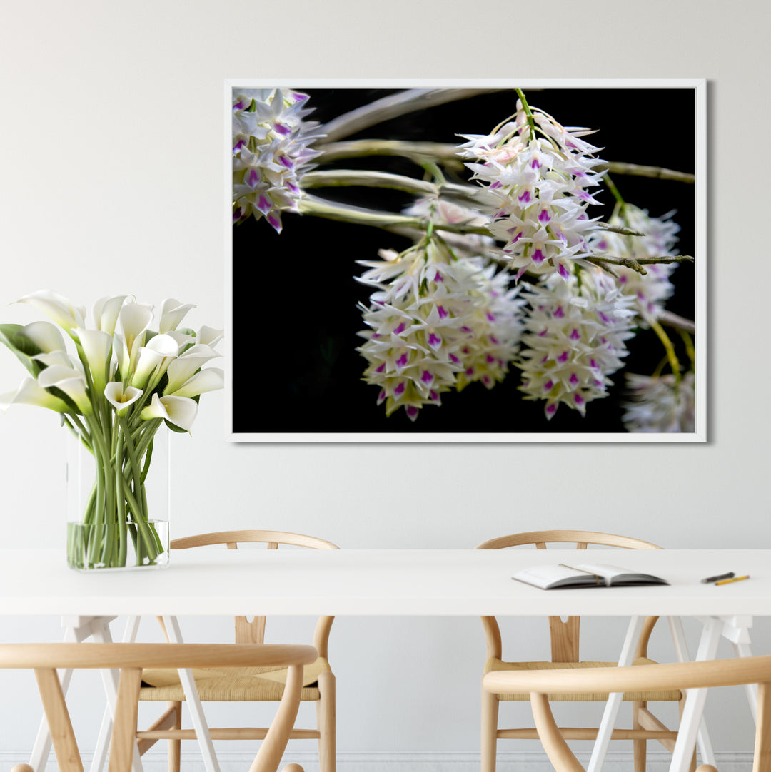 Blooming Dendrobium