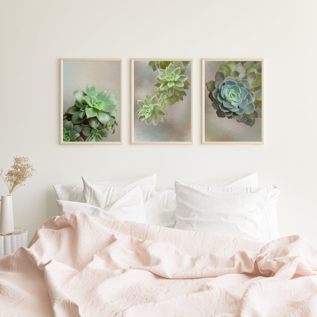 Flourishing Echeveria - set of 3