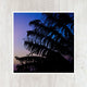 5x5 Palm Sunset Art Print - Catch A Star Fine Art