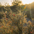 Desert Sunset Botanical Southwest Cactus Photo