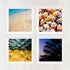 Colorful Tropical  Collection - Set of 4 - Art Prints or Canvases