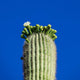 Saguaro Desert Cactus Southwest Print #2 - Catch A Star Fine Art