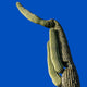Saguaro Desert Cactus Southwest Print #4 - Catch A Star Fine Art