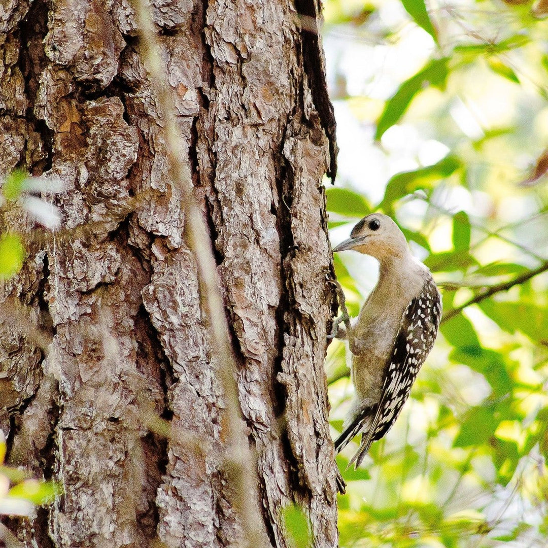 Just hatched! Baby woodpeckers in my back  yard - Catch A Star Fine Art