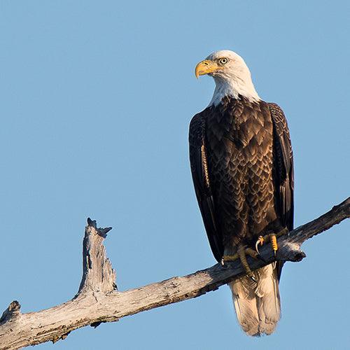 Eagle & Crested Caracara – Catch A Star Fine Art