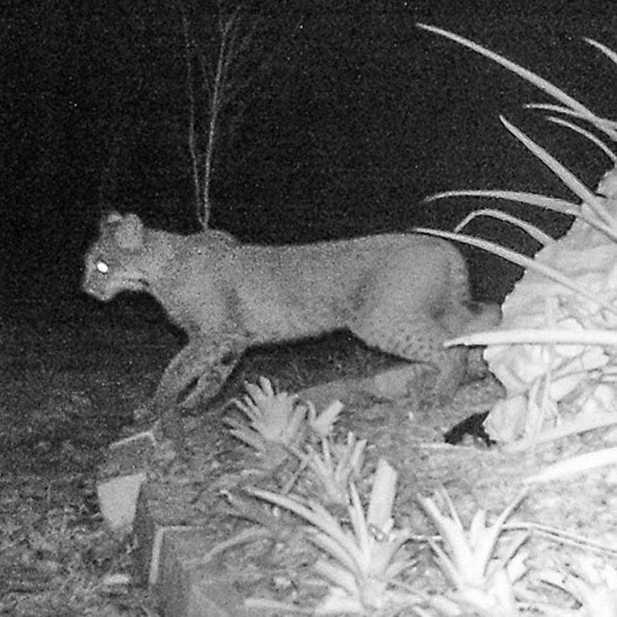 Trail camera photos capture a bobcat in my Southwest Florida backyard on a cold January night - Catch A Star Fine Art