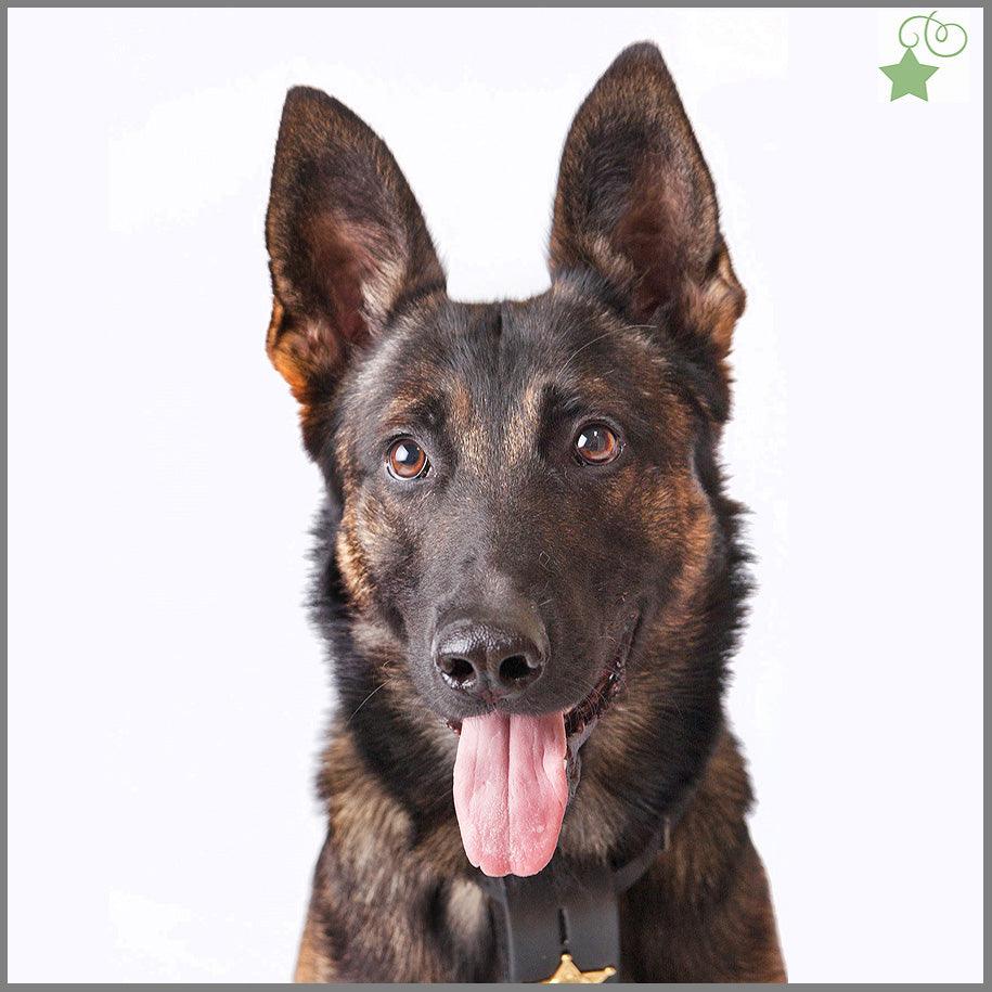 Dogs are awesome. But can they also help you be more productive? As a work at home entrepreneur, I believe the answer is YES!