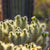 desert | southwestern - cactus, succulents, western scenes - Catch A Star Fine Art