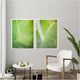 Banana Leaf Collection 1 - Set of 2 - Art Prints or Canvases