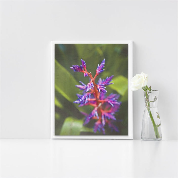 Purple Rain Bromeliad