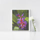 Purple Rain Bromeliad - Art Print or Canvas