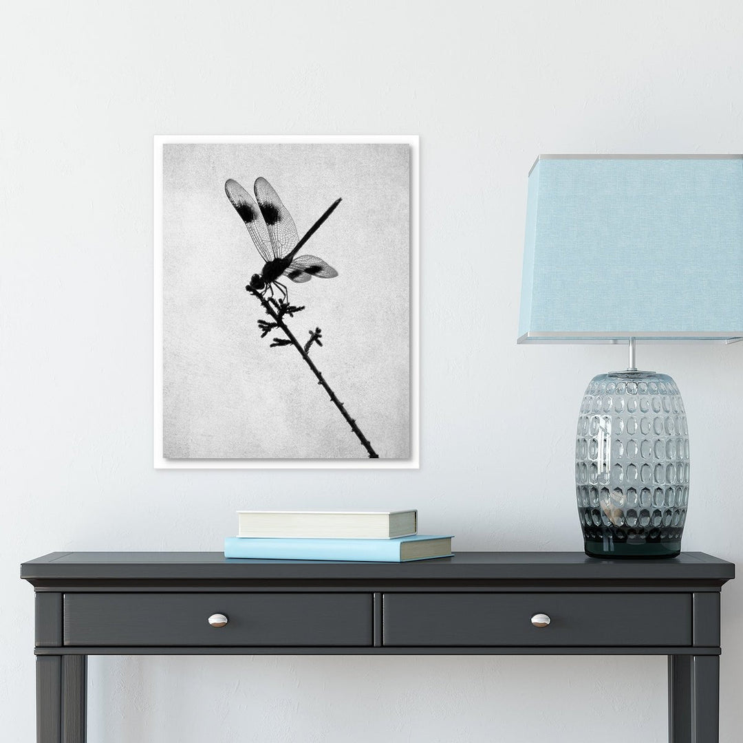 Black & White Dragonfly