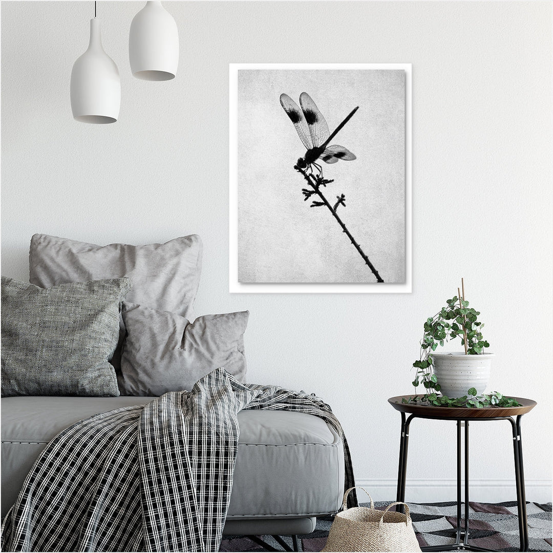 Black & White Dragonfly