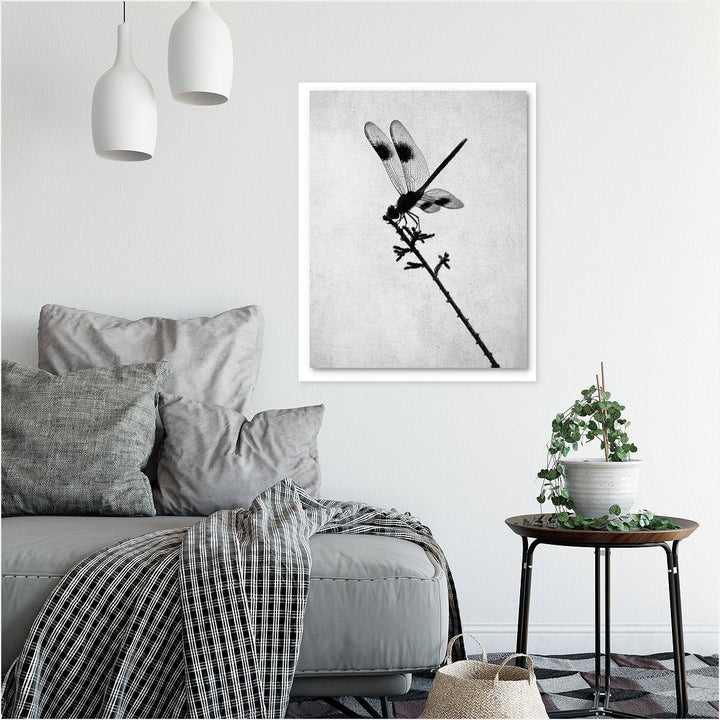 Black & White Dragonfly