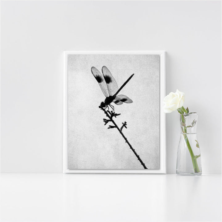 Black & White Dragonfly