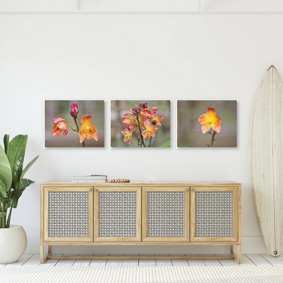 Ground Orchid Collection - Set of 3