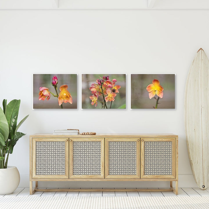 Ground Orchid Collection - Set of 3