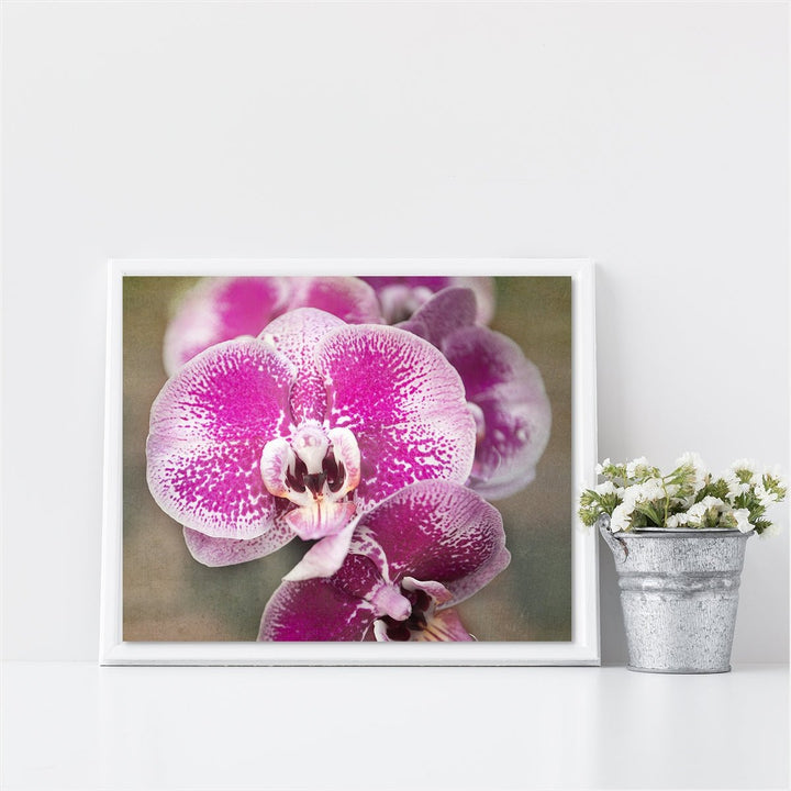 Pink Moth Orchid - #1 Horizontal
