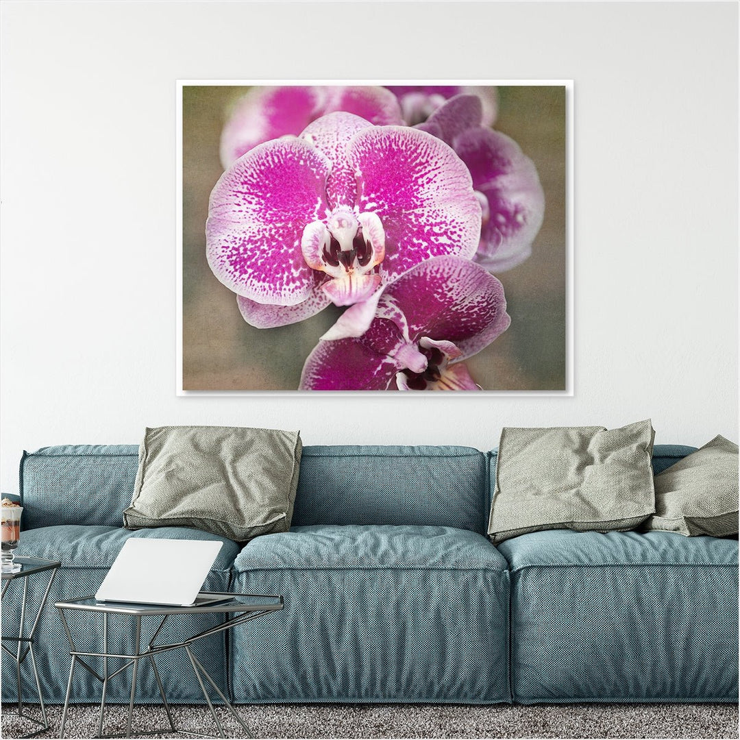 Pink Moth Orchid - #1 Horizontal