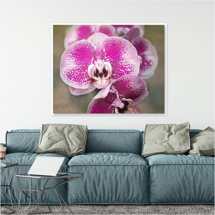 Pink Moth Orchid - #1 Horizontal