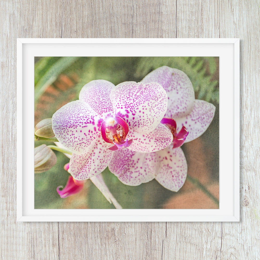 Orchid 10