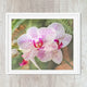 Orchid 10