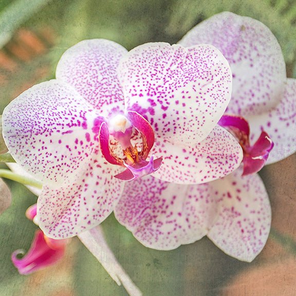 Orchid 10
