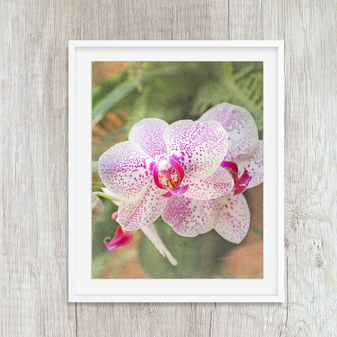 Orchid 10