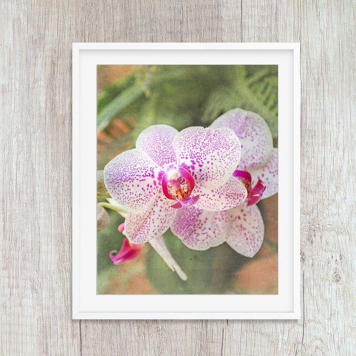 Orchid 10
