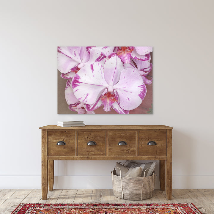 White & Purple Moth Orchid - #11 Horizontal