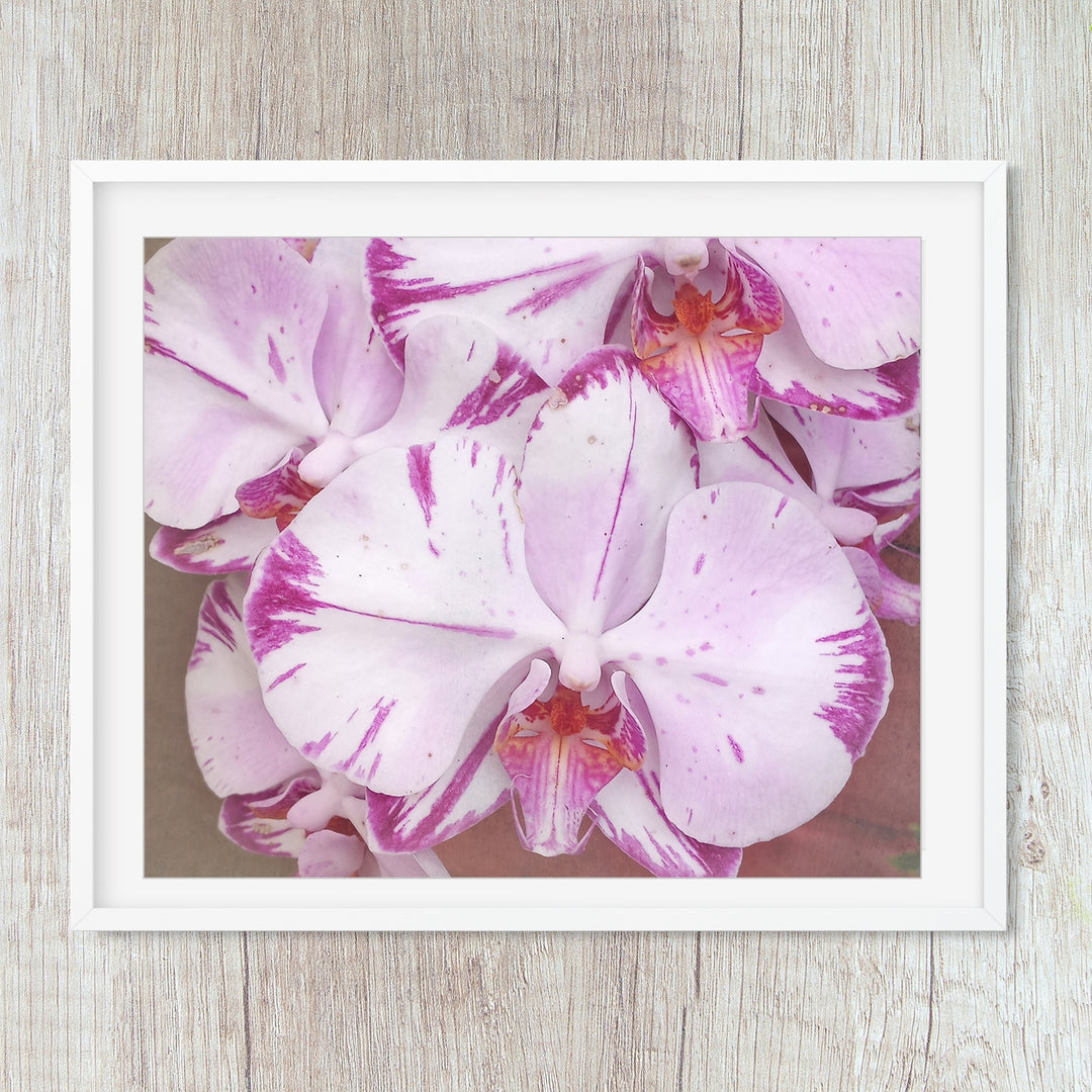 White & Purple Moth Orchid - #11 Horizontal