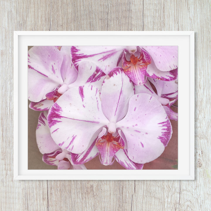 White & Purple Moth Orchid - #11 Horizontal