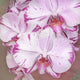 Orchid 11