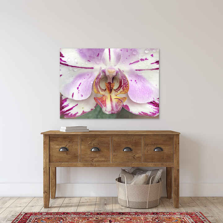 Pink & White Moth Orchid - #12 Horizontal
