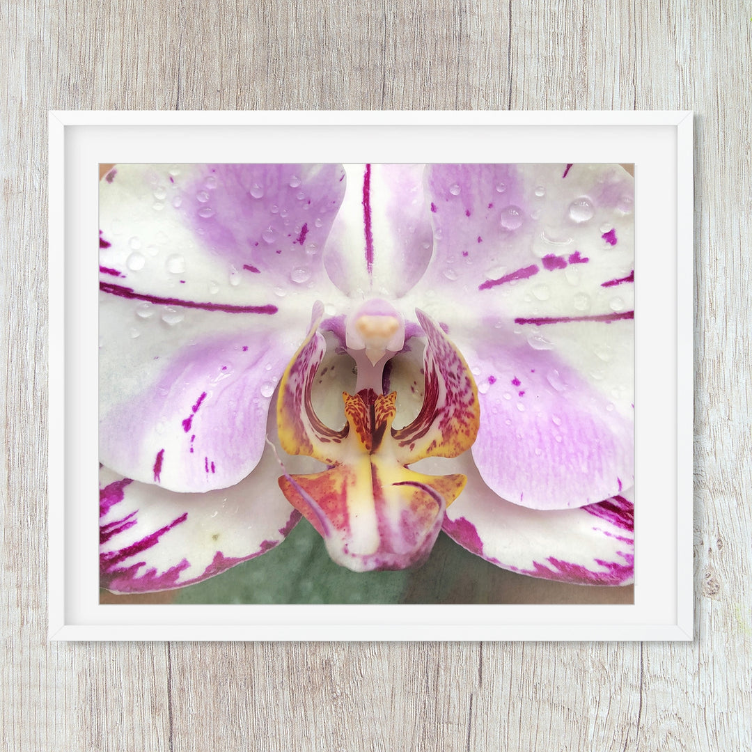 Pink & White Moth Orchid - #12 Horizontal