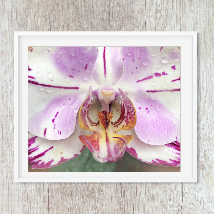 Pink & White Moth Orchid - #12 Horizontal