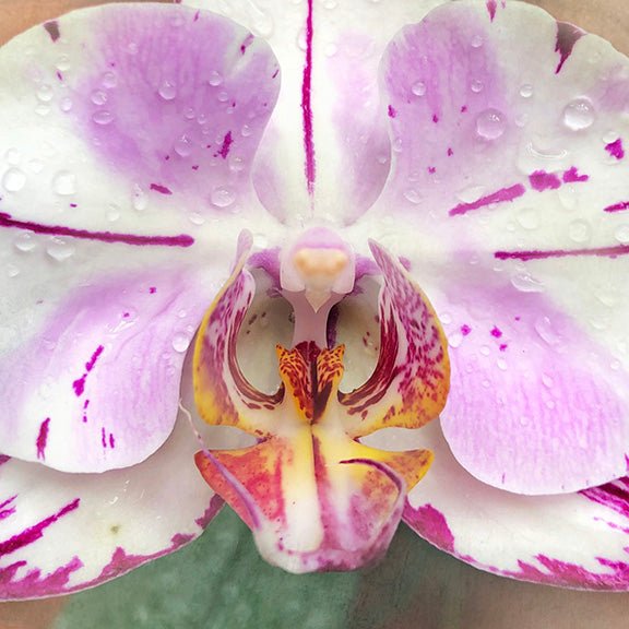 Pink & White Moth Orchid - #12 Horizontal