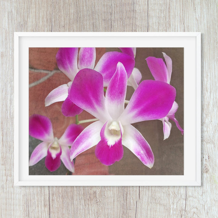 Pink & White Dendrobium - #13 Horizontal