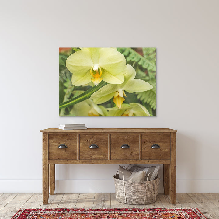 Yellow Moth Orchid -#14 Horizontal