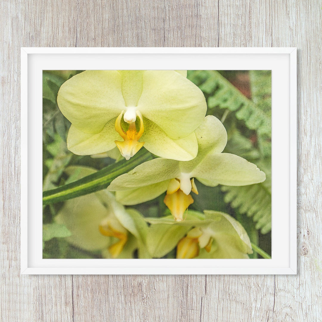 Yellow Moth Orchid -#14 Horizontal