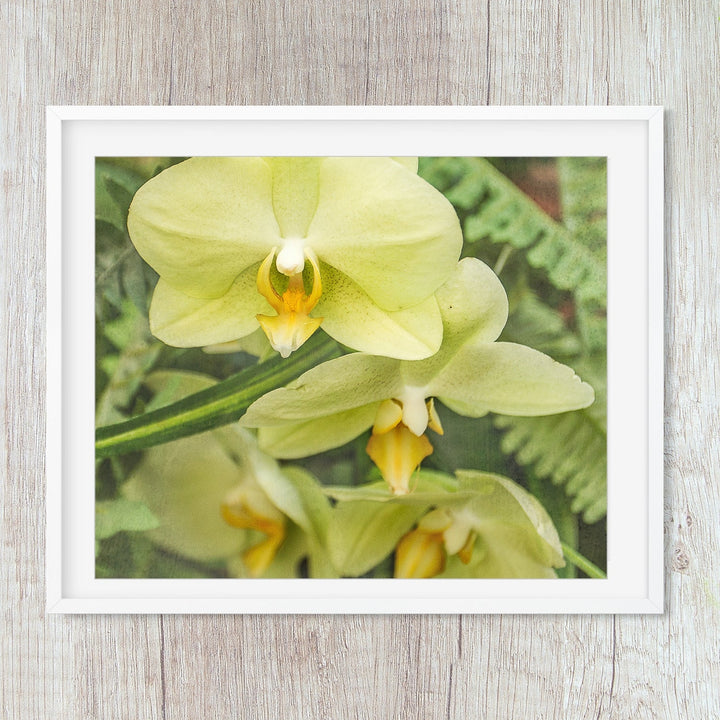Yellow Moth Orchid -#14 Horizontal