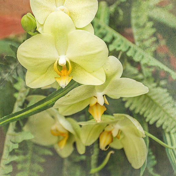 Yellow Moth Orchid -#14 Horizontal