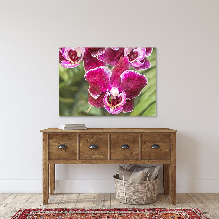 Burgundy Moth Orchid - Phalaenopsis 15 Horizontal