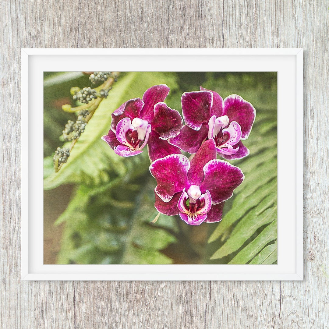 Burgundy Moth Orchid - Phalaenopsis 15 Horizontal