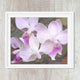 Orchid 16