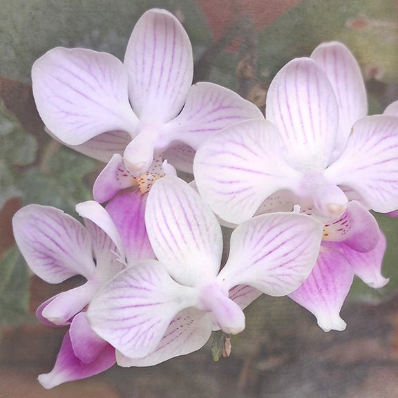 Orchid 16