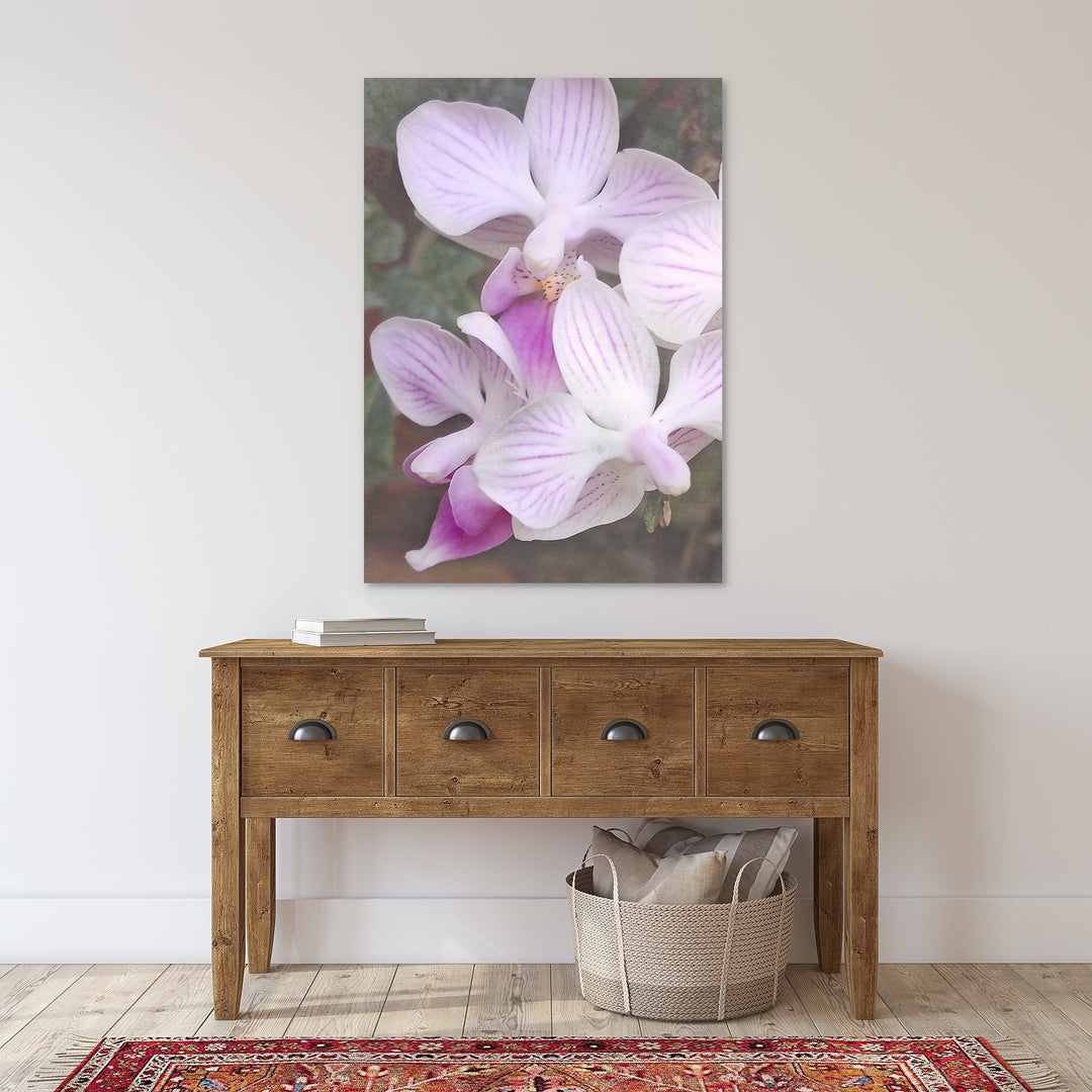 Orchid 16