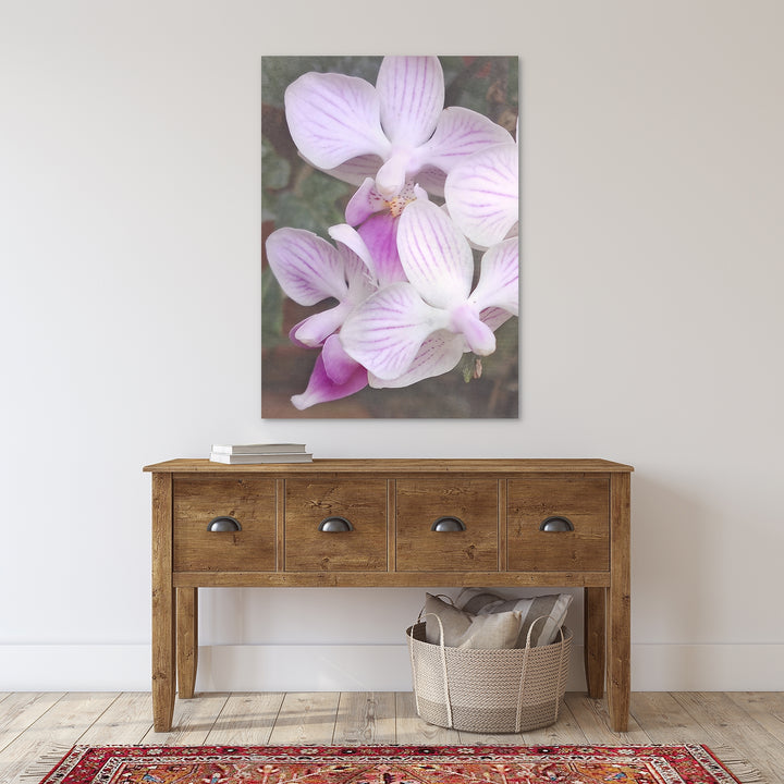 Orchid 16