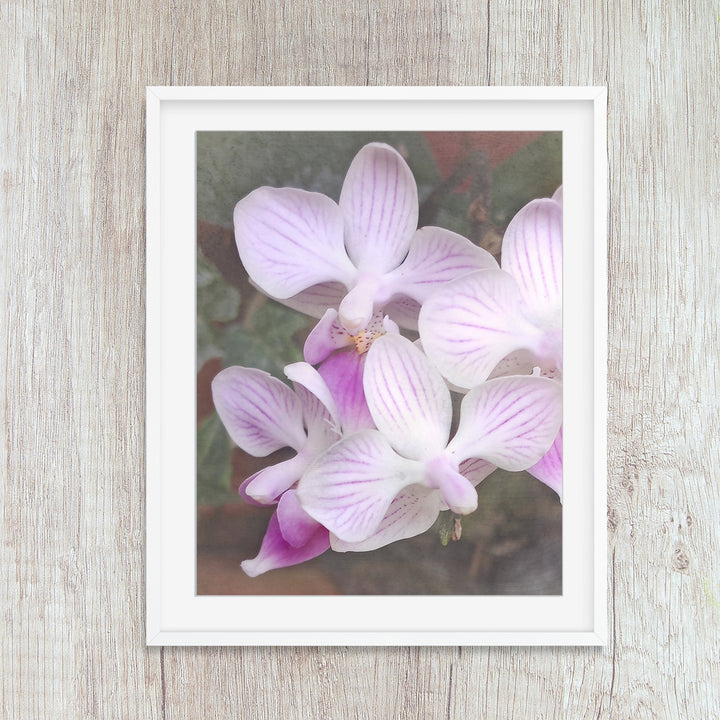 Orchid 16