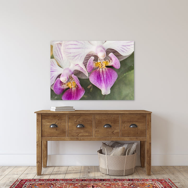 White & Purple Moth Orchid - #17 Horizontal
